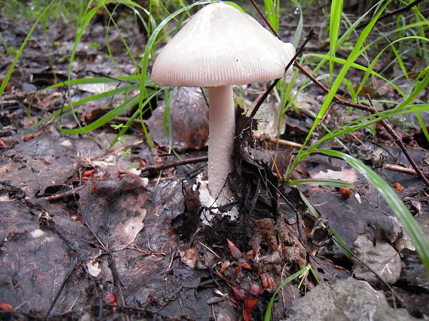 muchotrávka pošvatá? Amanita vaginata ? (Bull.) Lam. 1783