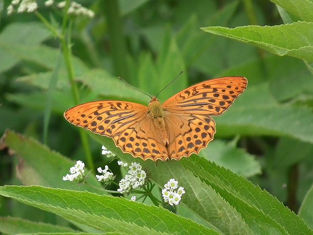 perlovec striebristopásavý  Argynnis paphia