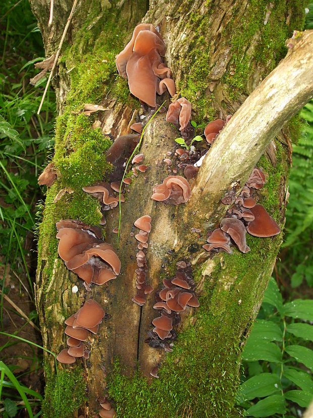 uchovec bazový Auricularia auricula-judae (Bull.) Quél.