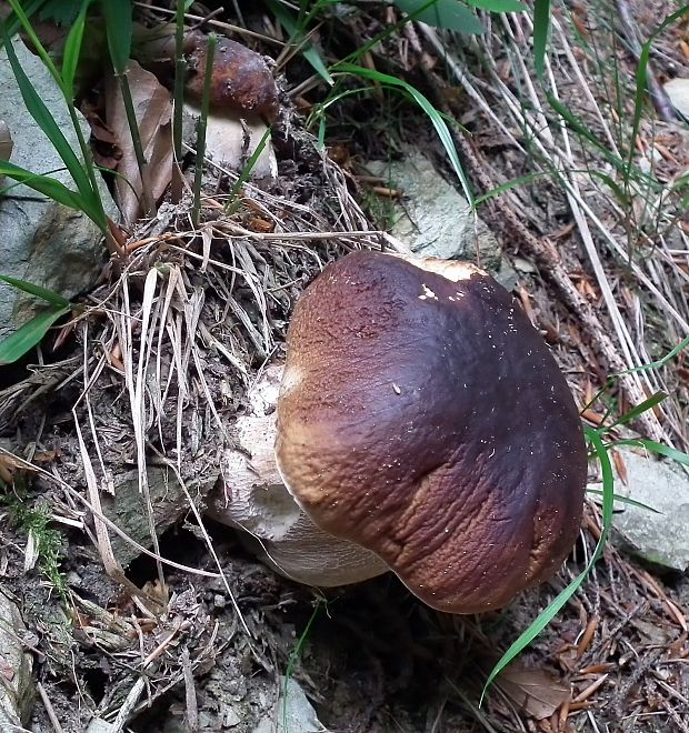 hríb smrekový Boletus edulis Bull.