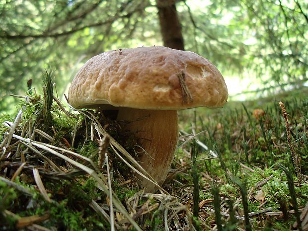 hríb smrekový Boletus edulis Bull.