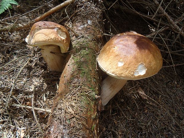 hríb smrekový Boletus edulis Bull.