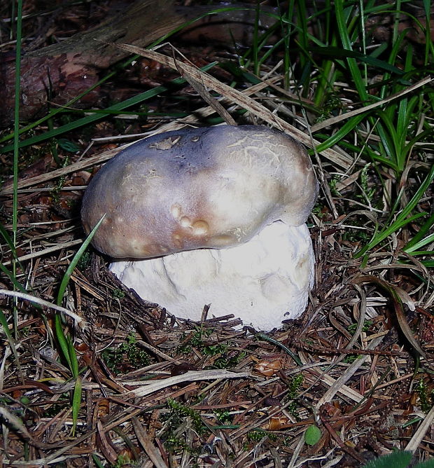 hríb smrekový Boletus edulis Bull.