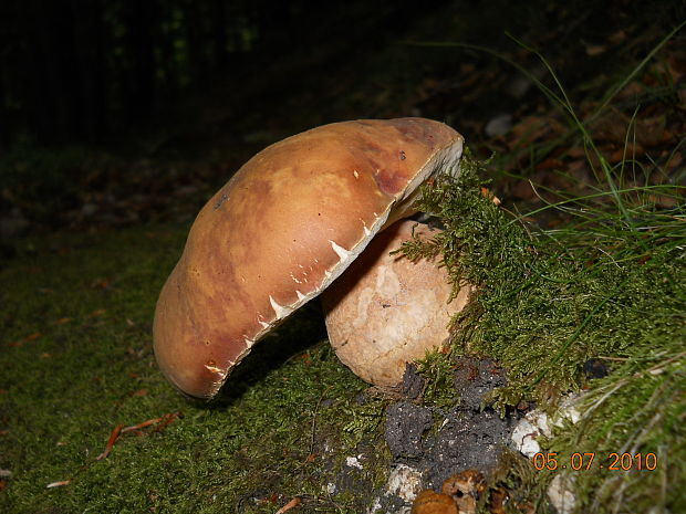 hríb sosnový Boletus pinophilus Pil. et Dermek in Pil.