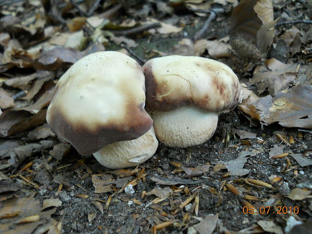 hríb sosnový Boletus pinophilus Pil. et Dermek in Pil.