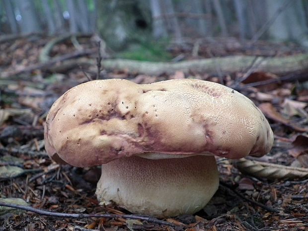 hríb sosnový Boletus pinophilus Pil. et Dermek in Pil.