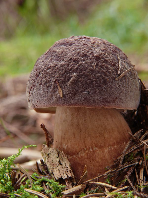 hríb sosnový Boletus pinophilus Pil. et Dermek in Pil.