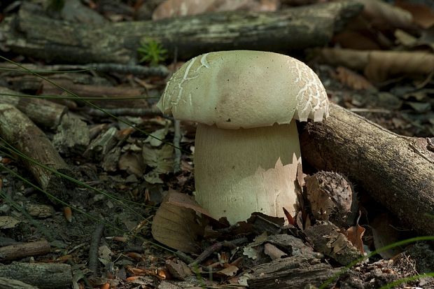 hríb dubový Boletus reticulatus Schaeff.