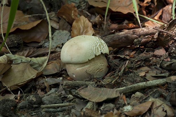 hríb dubový Boletus reticulatus Schaeff.