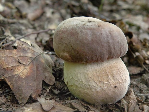 dubáčik Boletus reticulatus Schaeff.