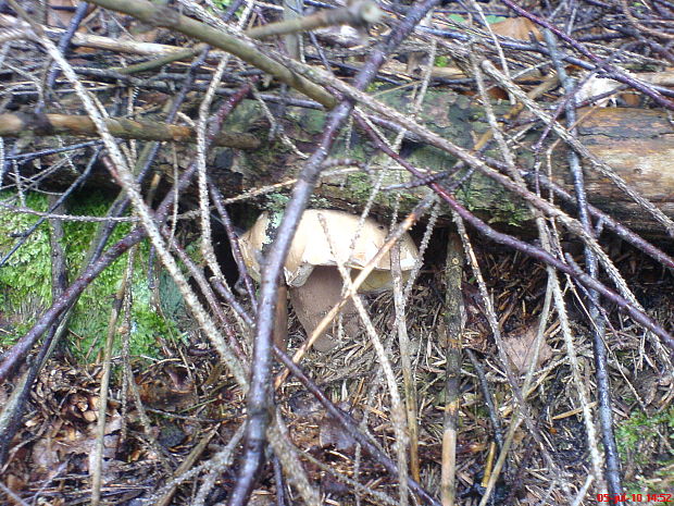 hríb dubový Boletus reticulatus Schaeff.