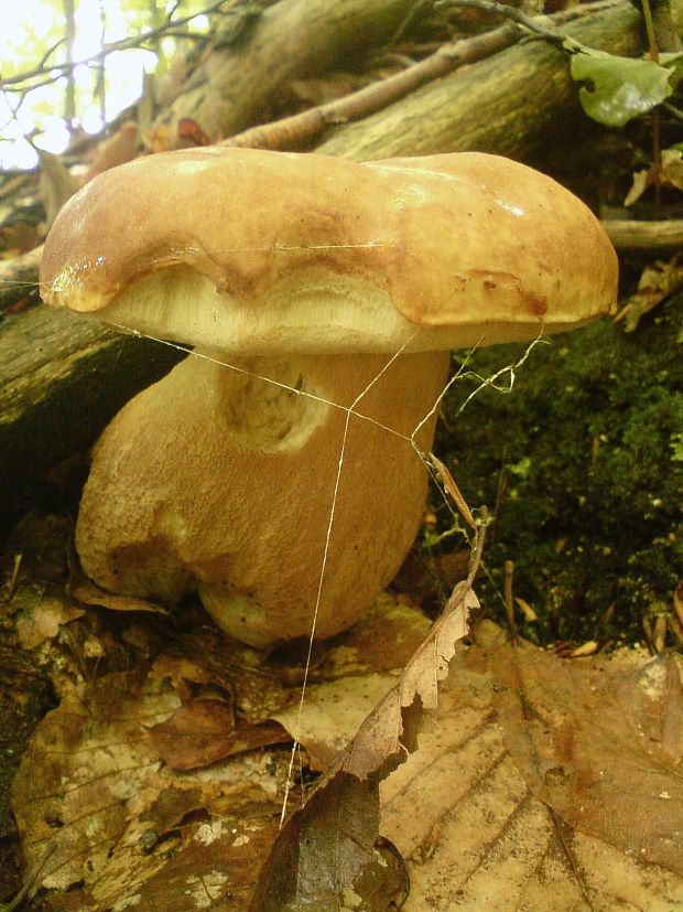 hríb dubový Boletus reticulatus Schaeff.