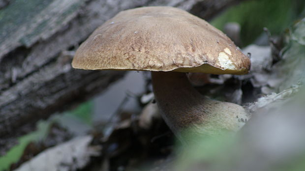 hríb dubový Boletus reticulatus Schaeff.