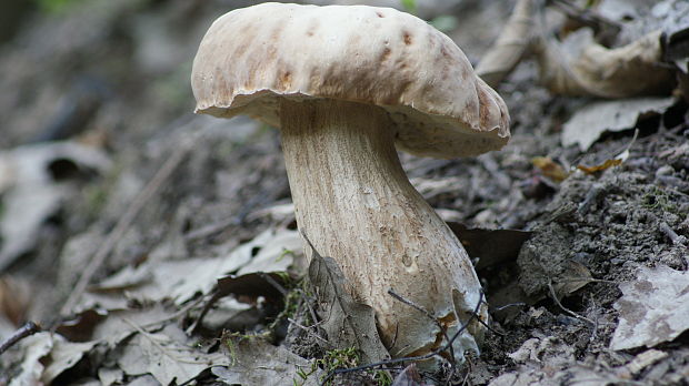 hríb dubový Boletus reticulatus Schaeff.