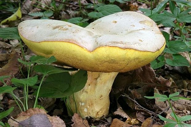 hríb striebristý - Hřib Fechtnerův Butyriboletus fechtneri (Velen.) D. Arora & J.L. Frank