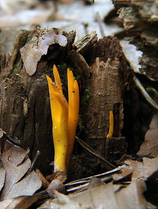 parôžkovec lepkavý Calocera viscosa (Pers.) Fr.