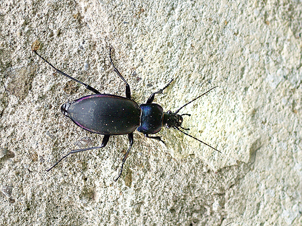 bystruška fialová Carabus violaceus