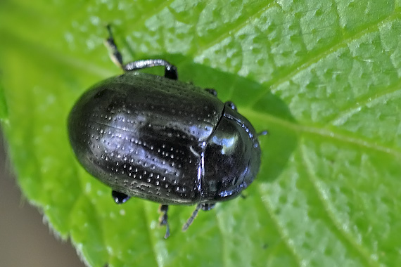 liskavka Chrysolina oricalcia