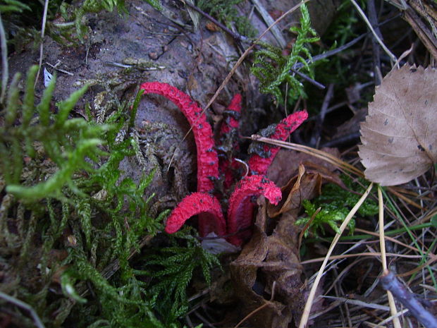 mrežovka kvetovitá Clathrus archeri (Berk.) Dring