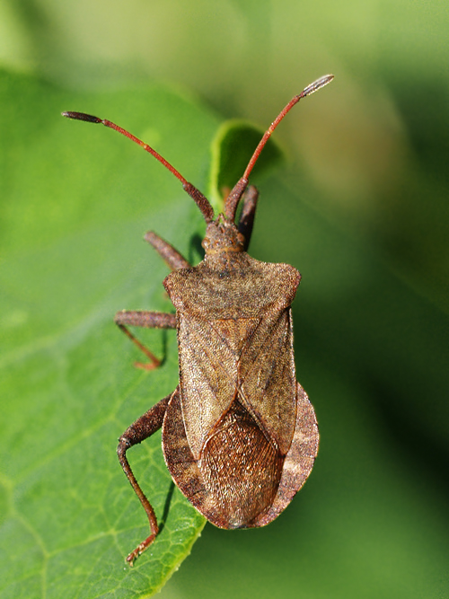 obrubnica štiavová Coreus marginatus Linnaeus, 1758