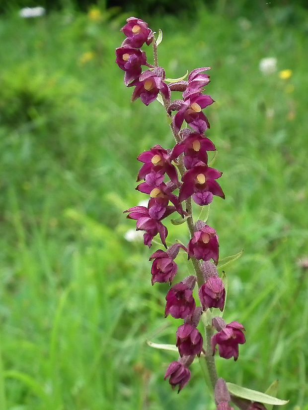 kruštík tmavočervený pravý Epipactis atrorubens subsp. atrorubens (Hoffm.) Besser