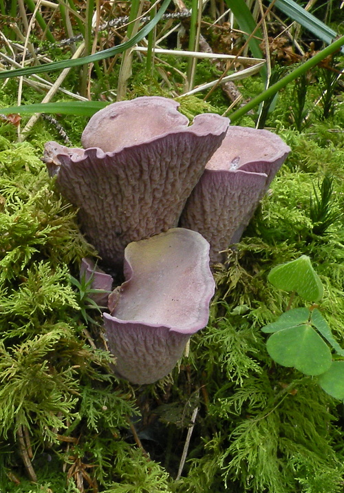 lievikovec kyjakovitý Gomphus clavatus (Pers.) Gray