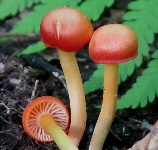 lúčnica Hygrocybe sp.