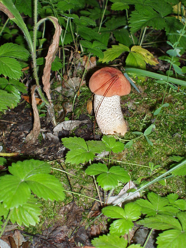 kozák osikový Leccinum albostipitatum den Bakker & Noordel.