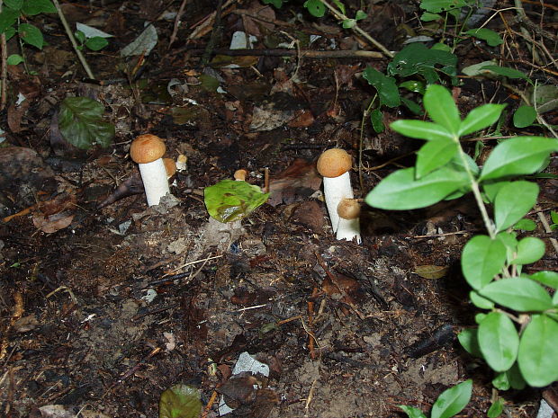 kozák osikový Leccinum albostipitatum den Bakker & Noordel.