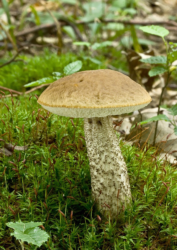 kozák hrabový Leccinum pseudoscabrum (Kallenb.) Šutara