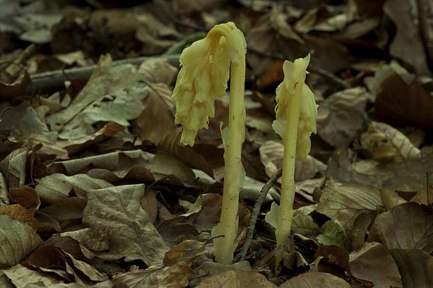 hniliak smrekový Monotropa hypopitys L.