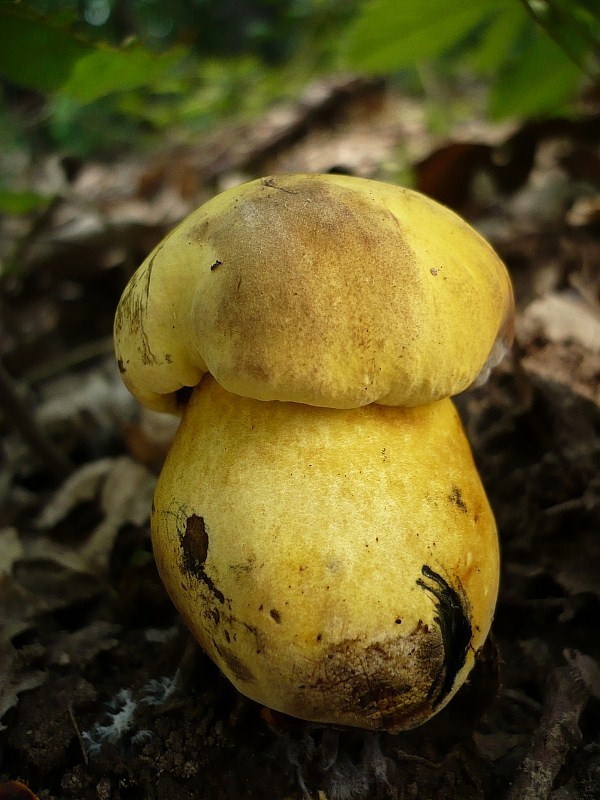 hríb zrnitohlúbikový odfarbený Neoboletus xanthopus (Quél.) Krieglst.