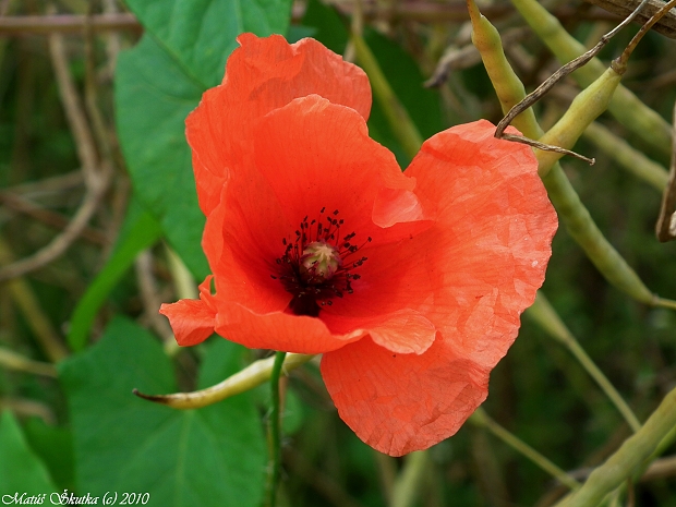 mak vlčí Papaver rhoeas L.