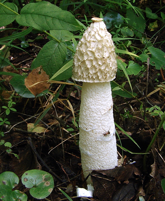 hadovka smradľavá Phallus impudicus L.