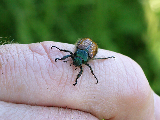 chrústovec zahradný  Phyllopertha horticola