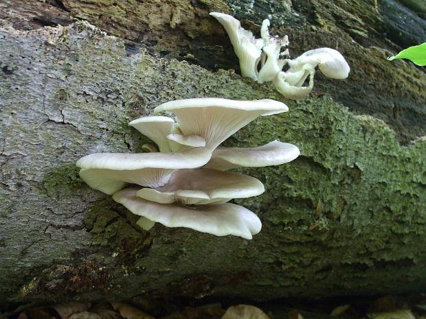 hliva buková Pleurotus pulmonarius (Fr.) Quél.