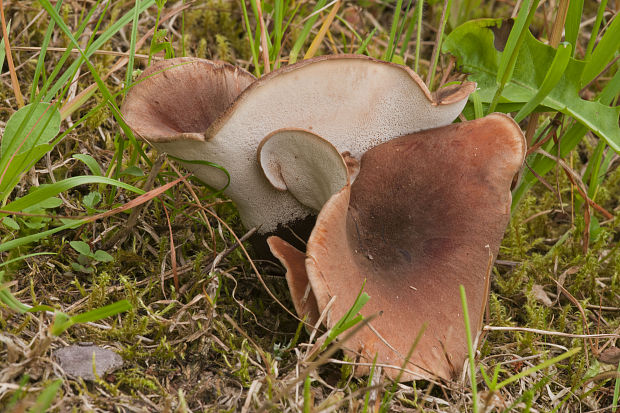 trúdnik čiernohlúbikový ? Polyporus melanopus?