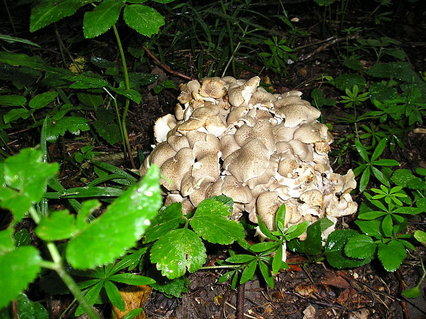 trúdnik klobúčkatý Polyporus umbellatus (Pers.) Fr.