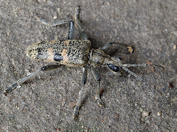 fuzáč Rhagium mordax