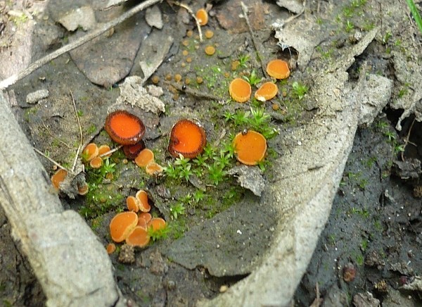 štítovnička a lajnovec ? Scutellinia sp. a Cheilymenia sp. ?