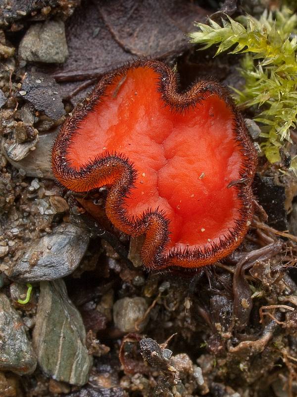 štítovnička Scutellinia sp.