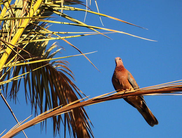 hrdlička senegalská Streptopelia senegalensis