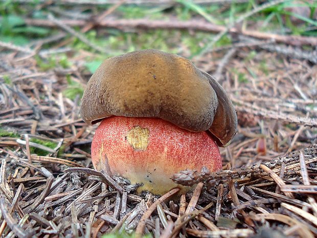 hríb zrnitohlúbikový Sutorius luridiformis (Rostk.) G. Wu & Zhu L. Yang