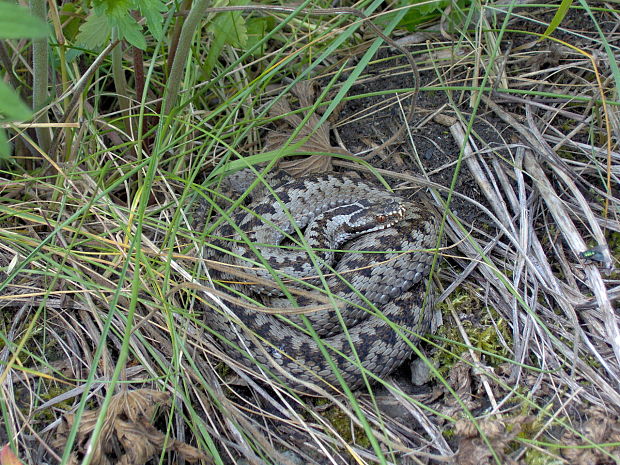 vretenica severna Vipera berus