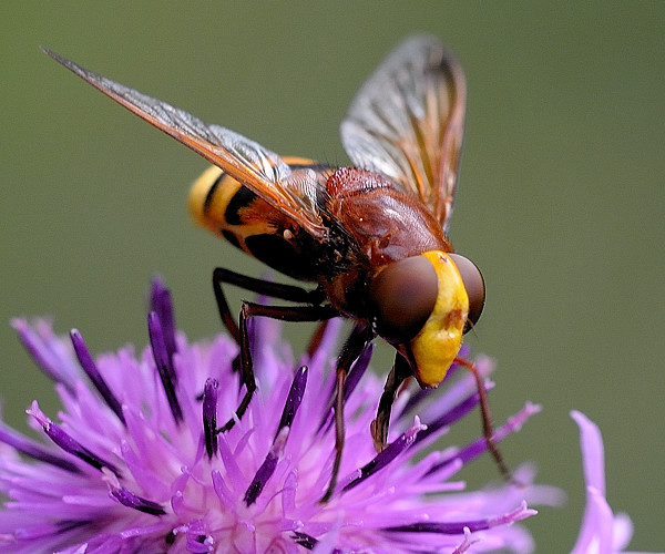 pestrica sršňovitá Volucella zonaria