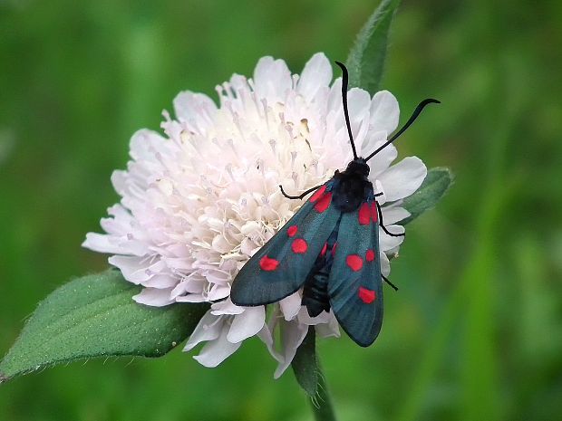 vretienka päťbodá  Zygaena lonicerae