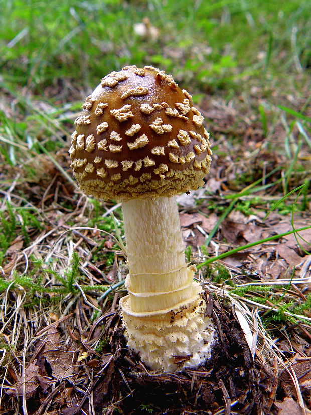 muchotrávka kráľovská Amanita regalis (Fr.) Michael