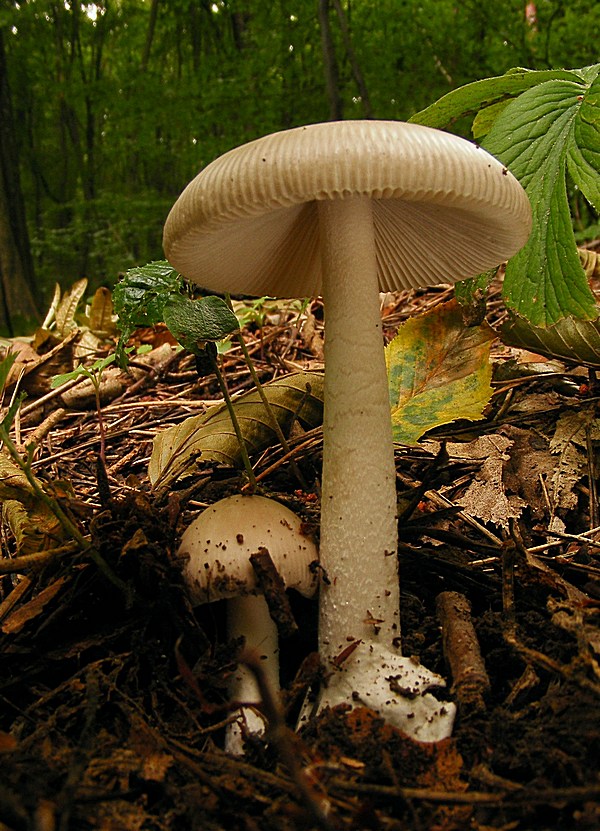 muchotrávka pošvatá Amanita vaginata (Bull.) Lam.