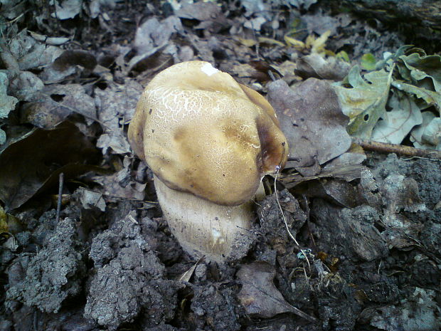 hríb dubový Boletus reticulatus Schaeff.