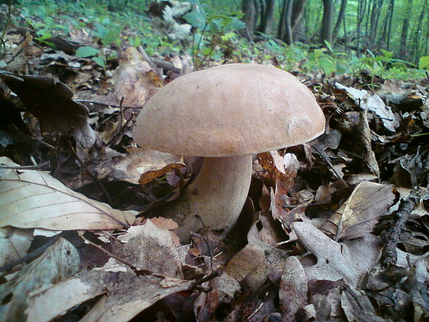 hríb dubový Boletus reticulatus Schaeff.